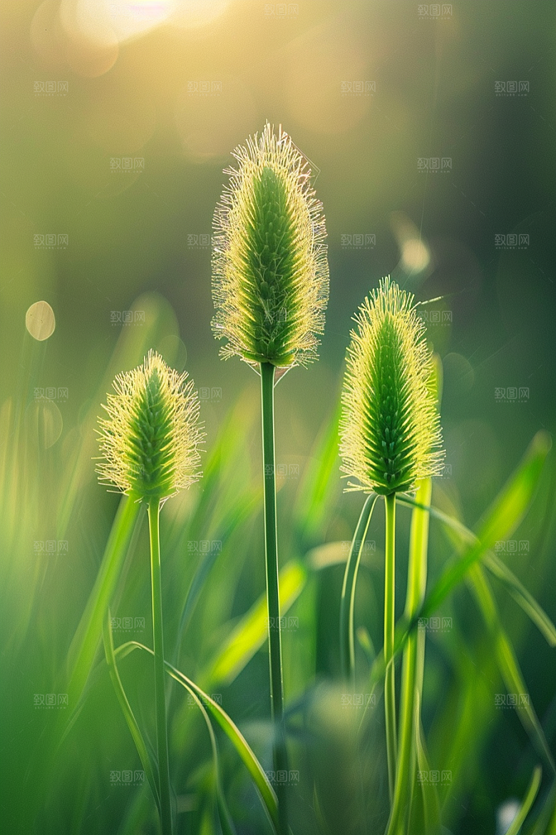 狗尾巴草田野夏季摄影图