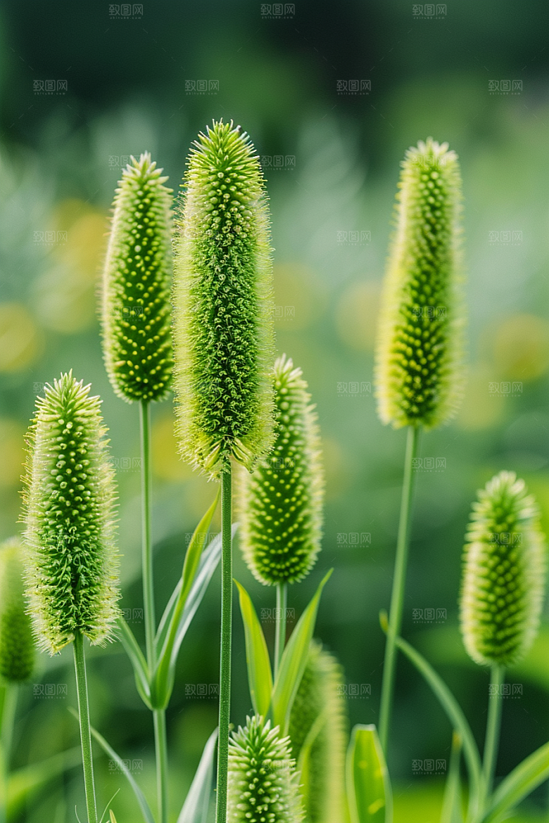 狗尾巴草草场自然摄影图