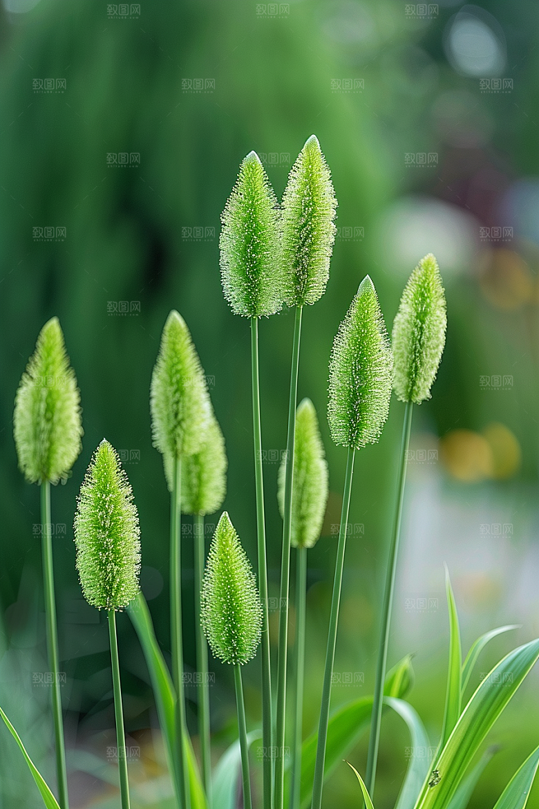 狗尾巴草青草夏季摄影图
