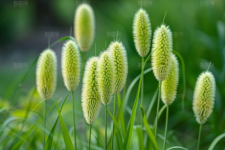 狗尾巴草草地草场摄影图