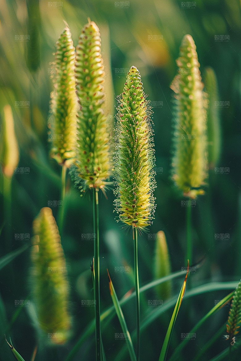 狗尾巴草夏天草原摄影图