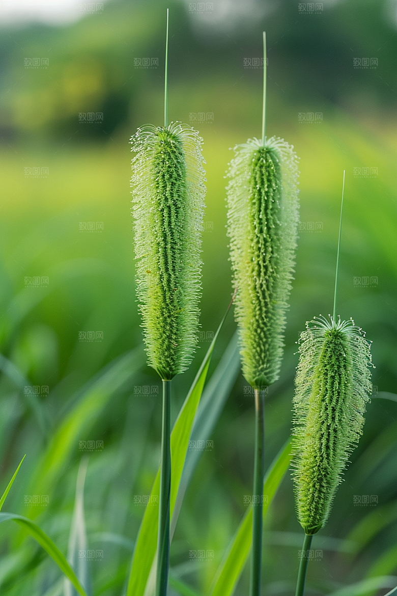 狗尾巴草清新田野摄影图