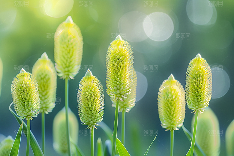 狗尾巴草绿草蓝天白玉摄影图