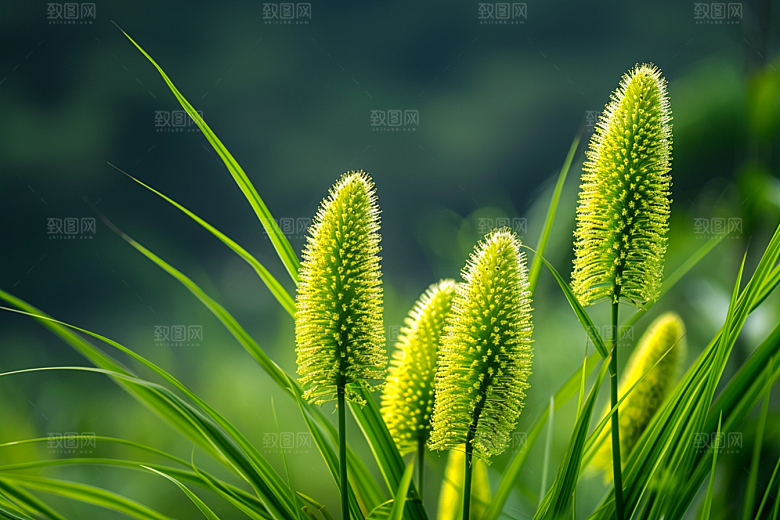 狗尾巴草草地清新摄影图