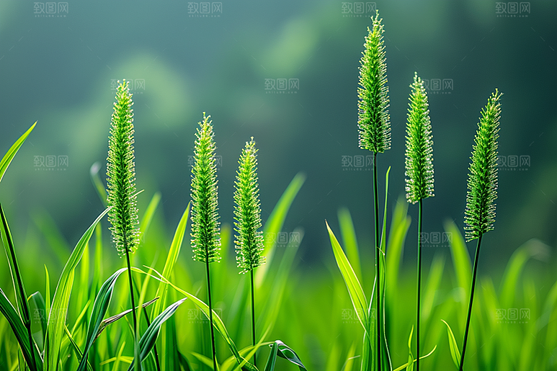 狗尾巴草清新广阔摄影图