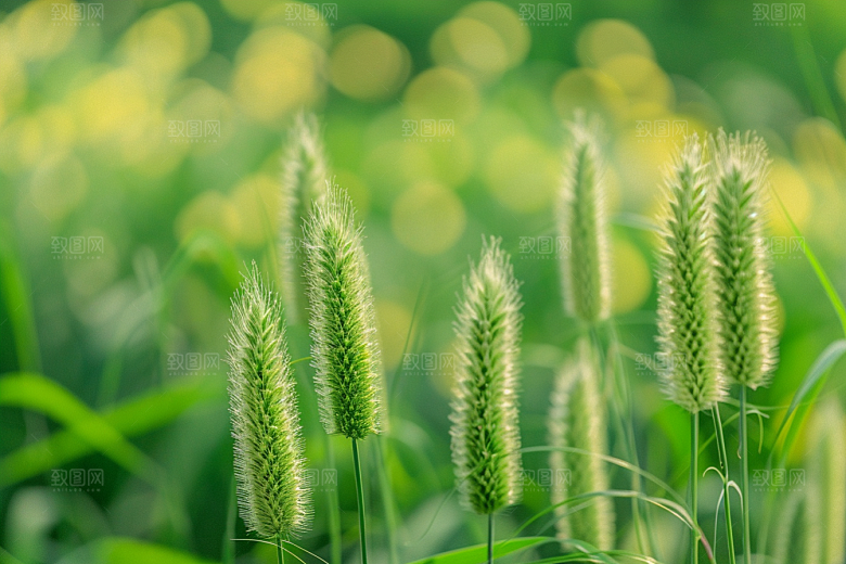 狗尾巴草清新青草摄影图