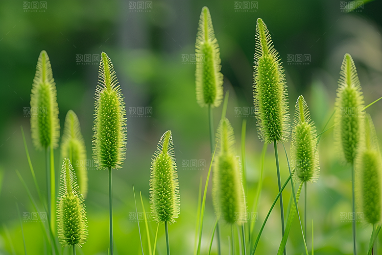 狗尾巴草绿草自然摄影图