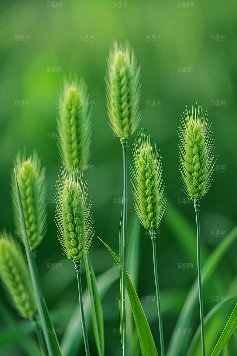 狗尾巴草草原青草摄影图