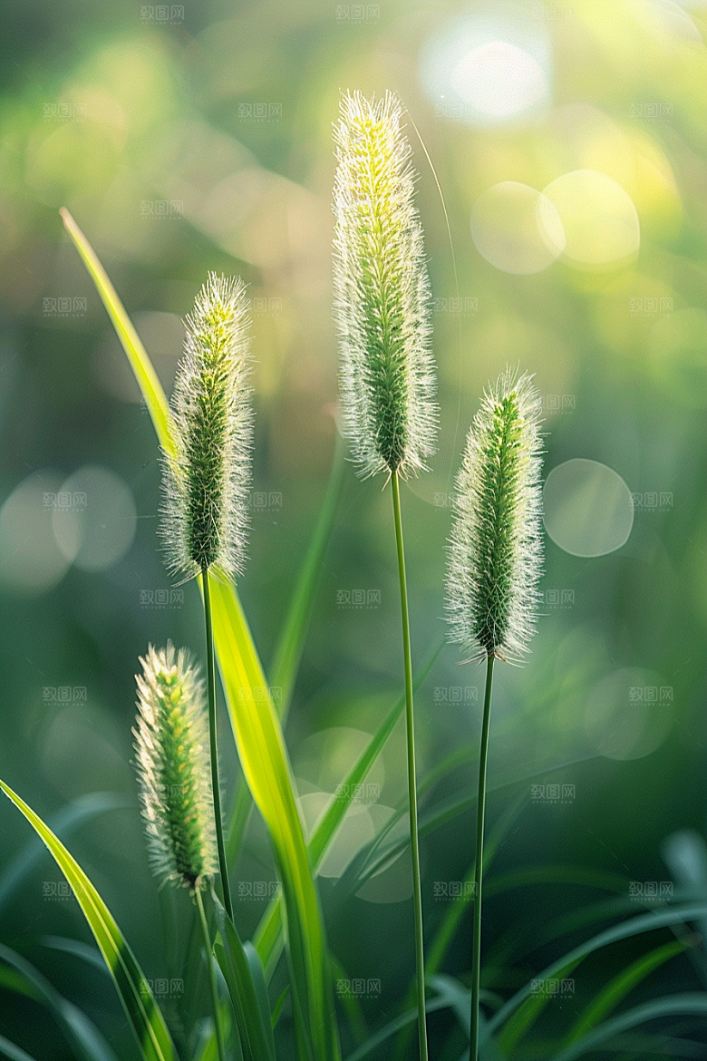 狗尾巴草绿草夏天摄影图