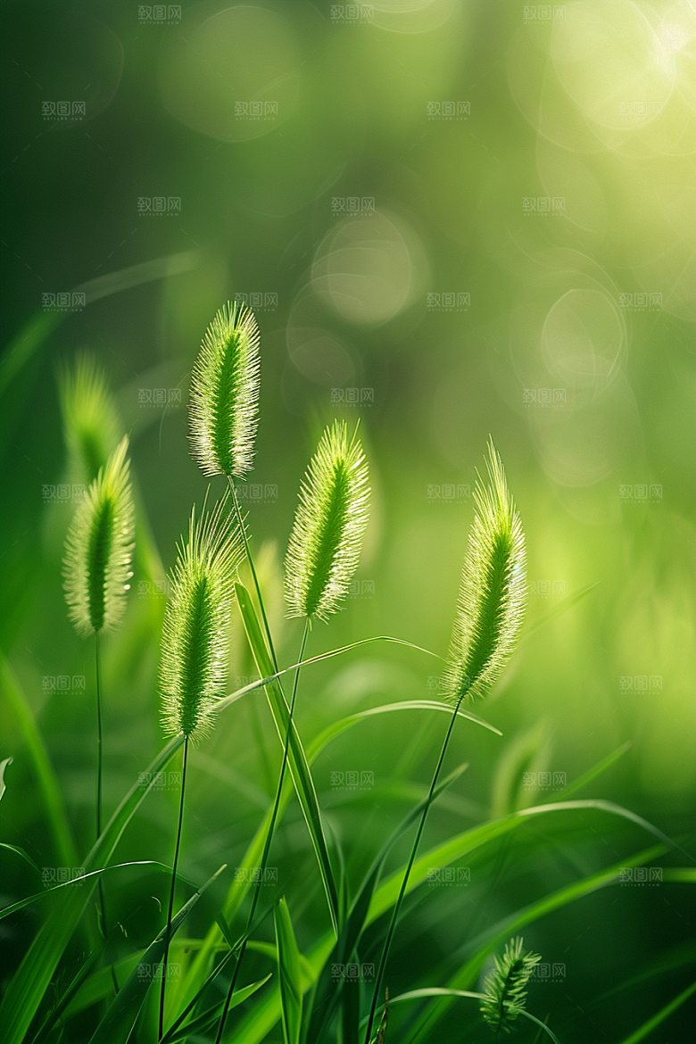 狗尾巴草草原高清摄影图
