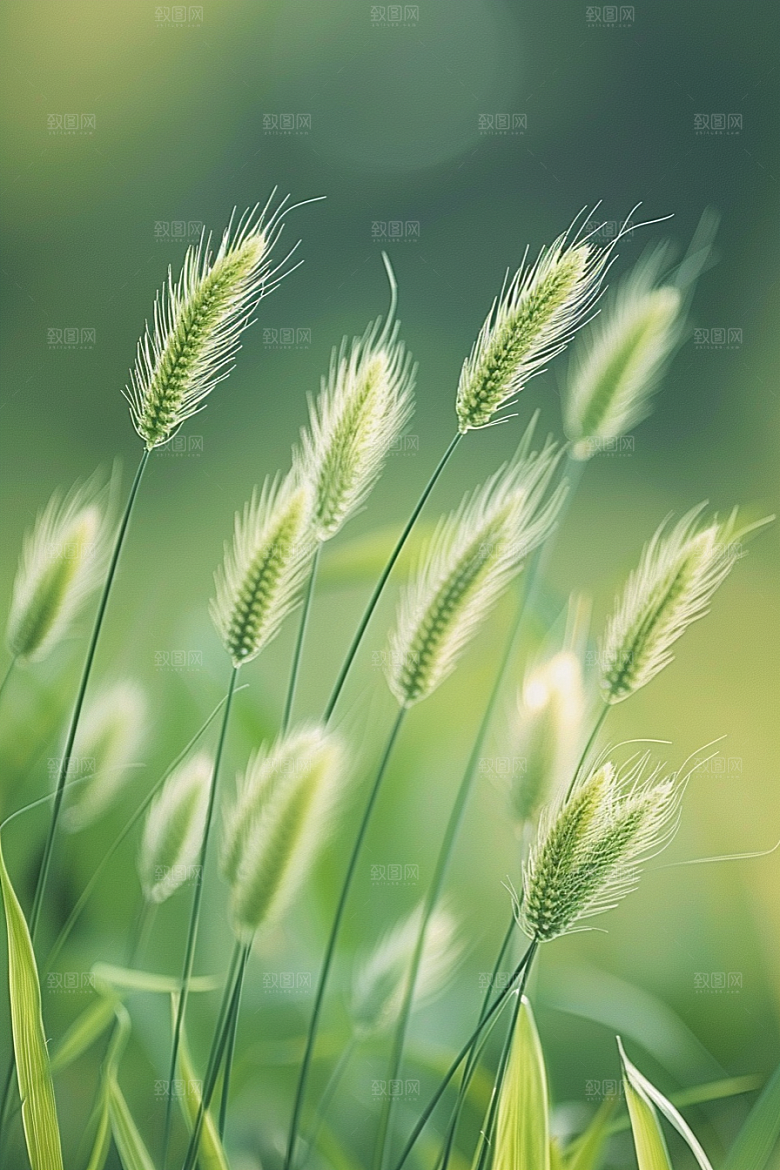 狗尾巴草草场绿色摄影图
