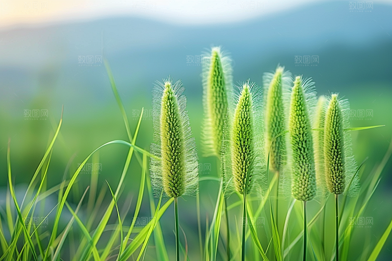狗尾巴草蓝天白玉草地摄影图
