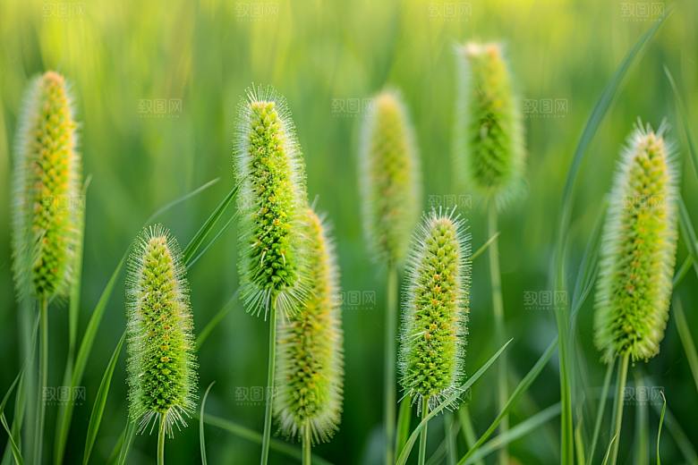 狗尾巴草青草高清摄影图