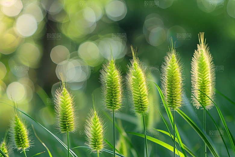 狗尾巴草草场绿色摄影图