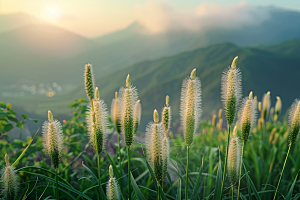 狗尾巴草蓝天白玉夏季摄影图