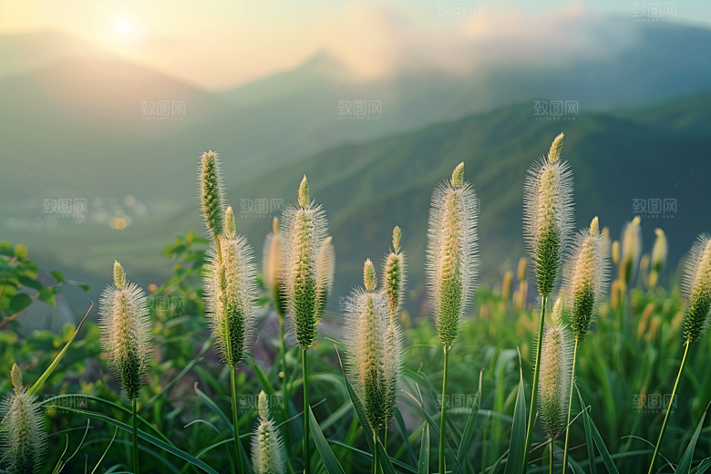 狗尾巴草蓝天白玉夏季摄影图