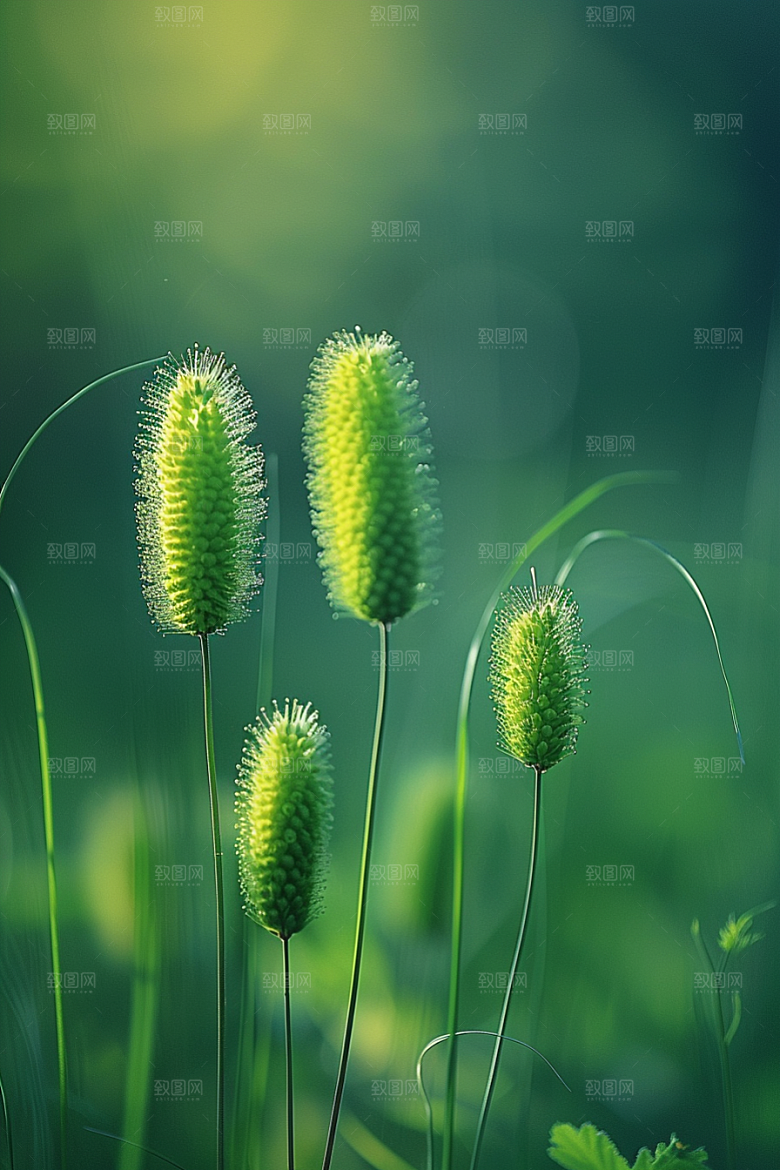 狗尾巴草清新广阔摄影图