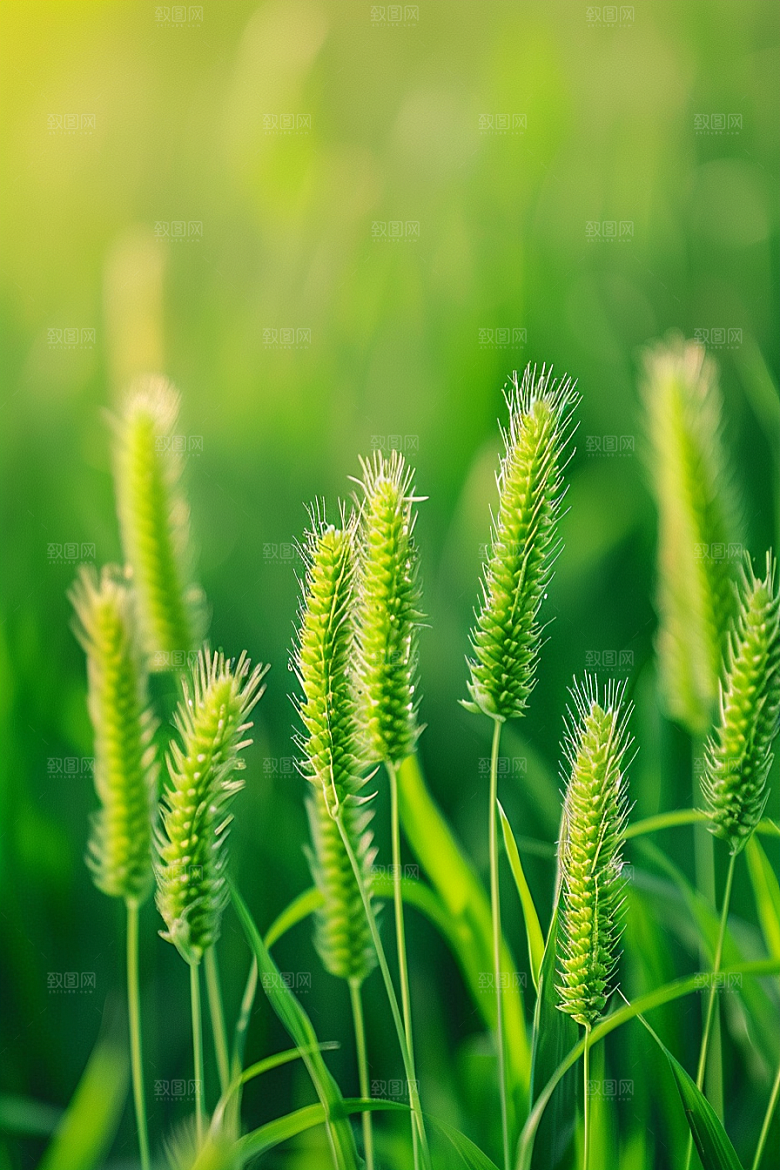 狗尾巴草草原草地摄影图