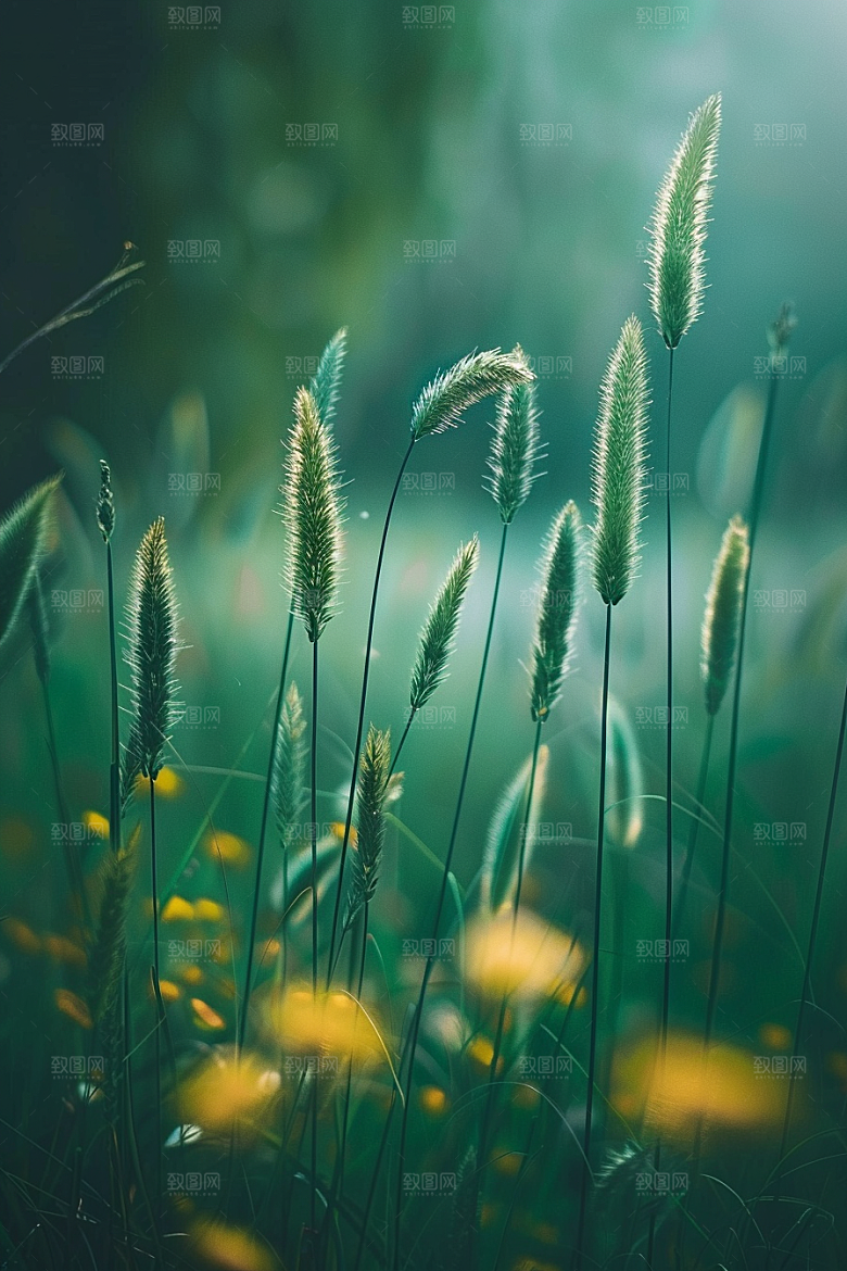 狗尾巴草田野夏天摄影图