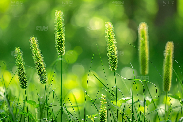 狗尾巴草夏季草原摄影图