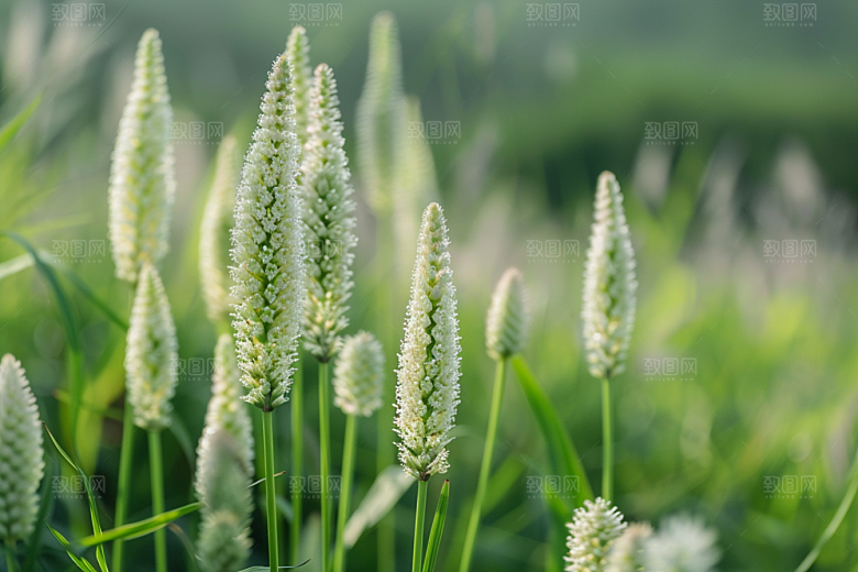 狗尾巴草草地青草摄影图
