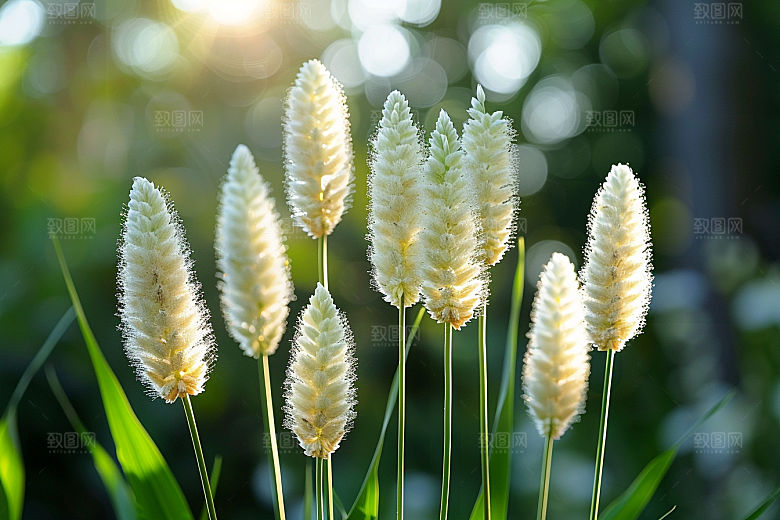 狗尾巴草绿色草地摄影图