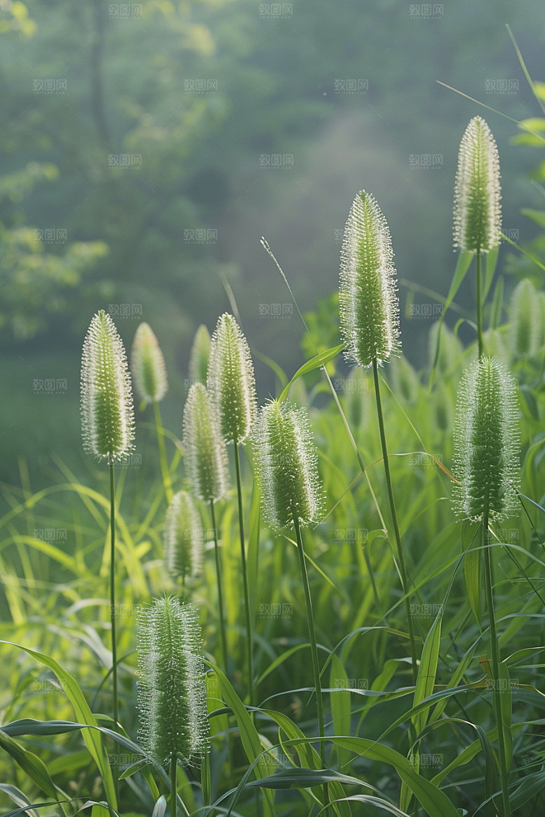 狗尾巴草夏季广阔摄影图