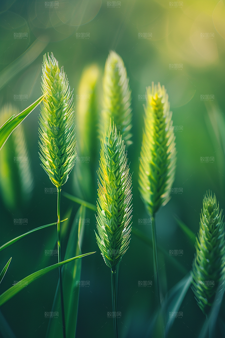 狗尾巴草绿色绿草摄影图