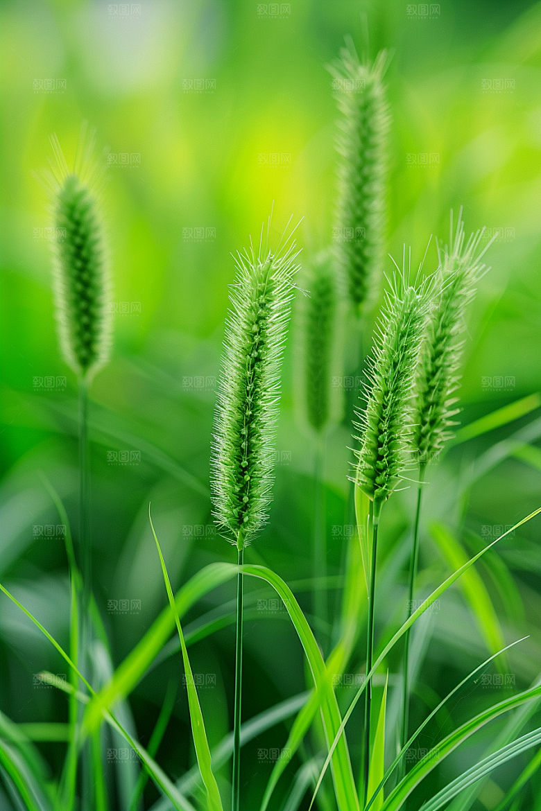 狗尾巴草青草蓝天白玉摄影图