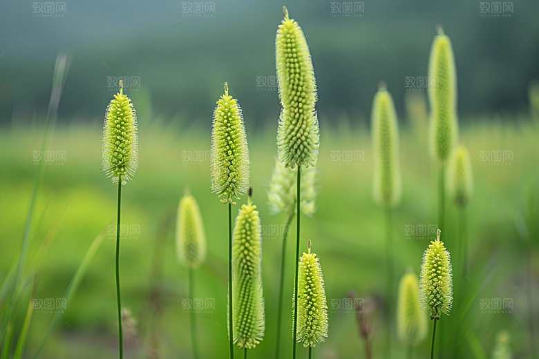 狗尾巴草夏天绿草摄影图
