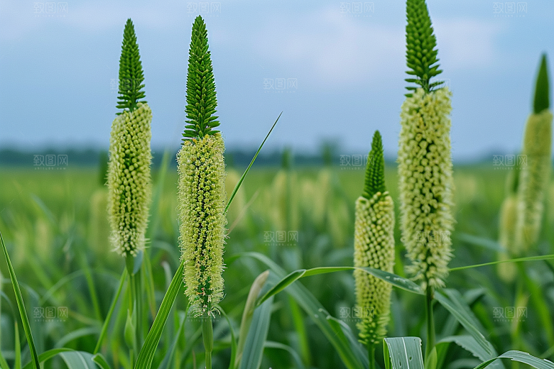 狗尾巴草夏季绿色摄影图
