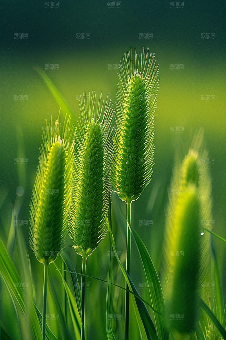 狗尾巴草夏季草原摄影图