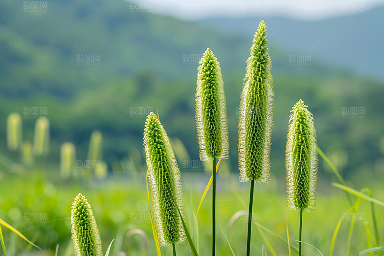 狗尾巴草青草广阔摄影图