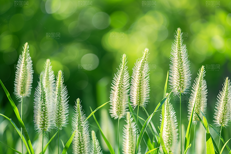 狗尾巴草草原草场摄影图