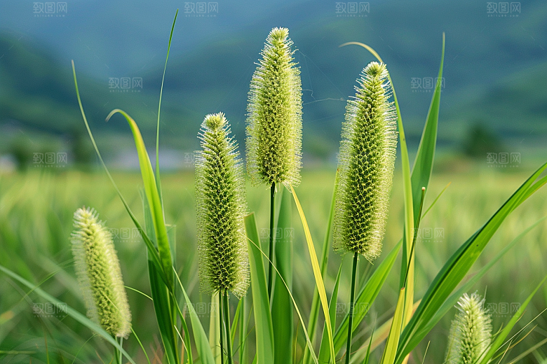 狗尾巴草蓝天白玉草原摄影图