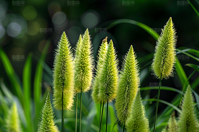 狗尾巴草高清青草摄影图