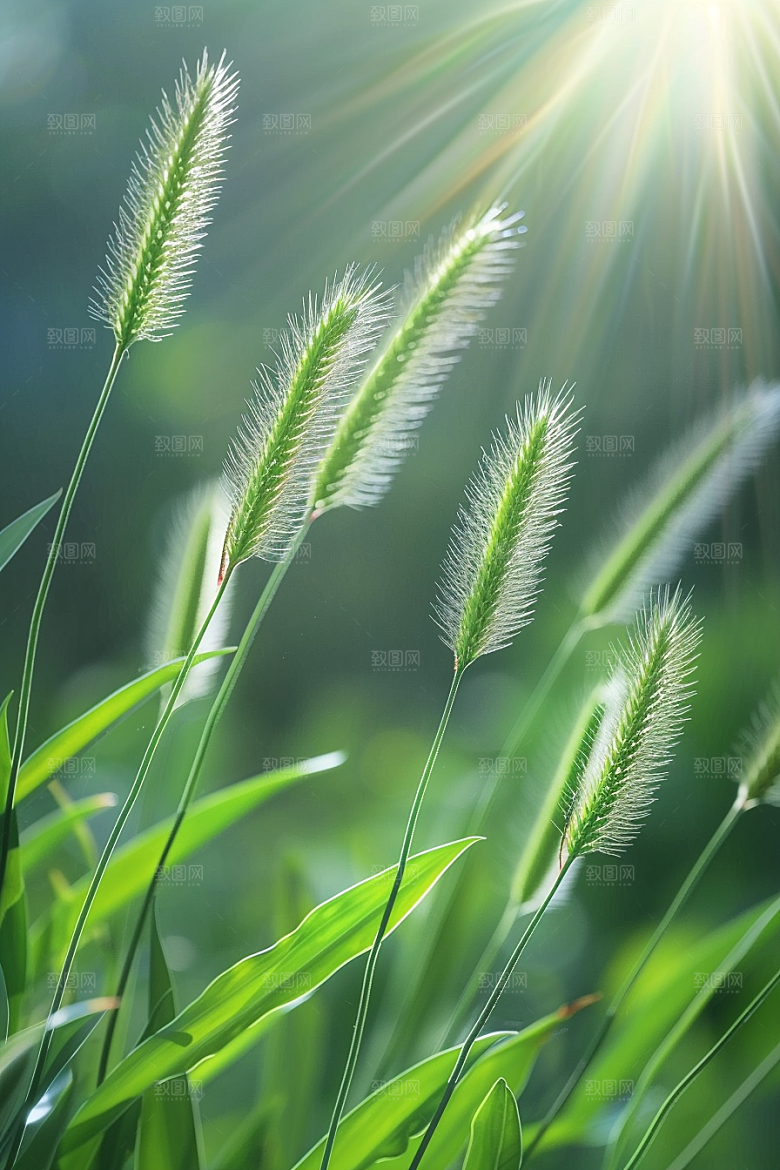 狗尾巴草草地田野摄影图