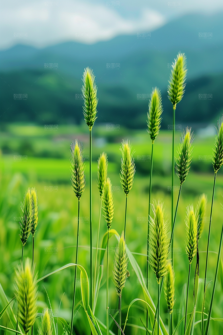 狗尾巴草青草自然摄影图