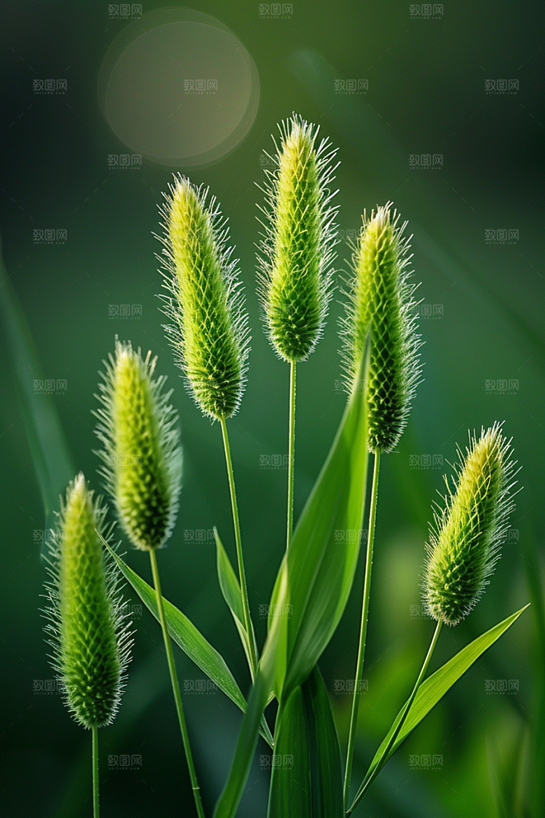 狗尾巴草青草夏天摄影图