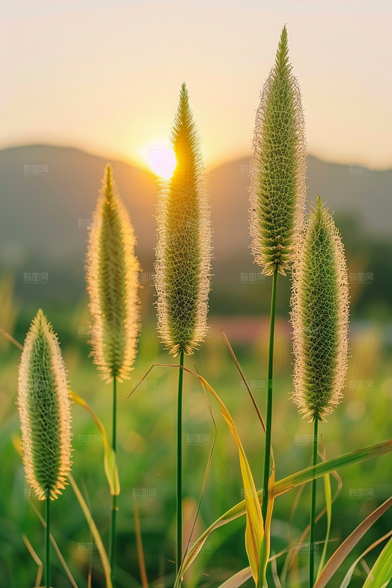 狗尾巴草青草高清摄影图