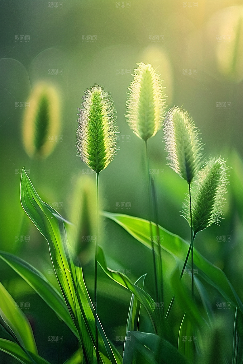 狗尾巴草青草蓝天白玉摄影图