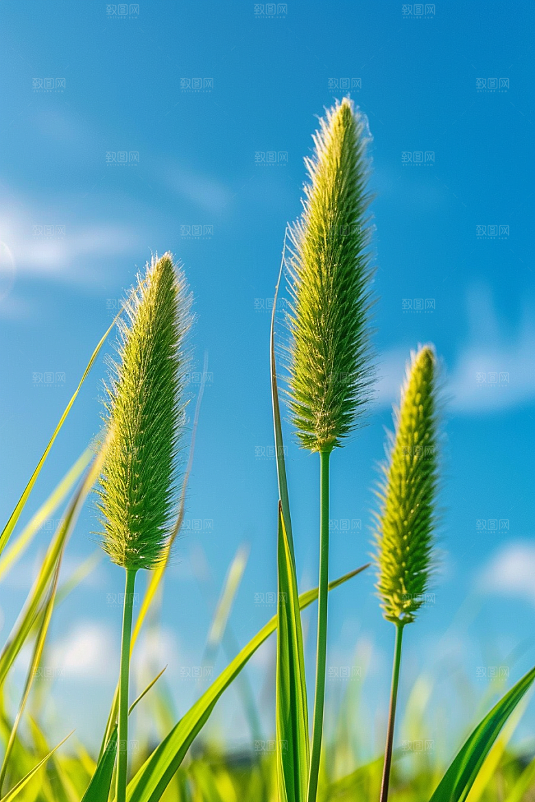 狗尾巴草草原夏天摄影图