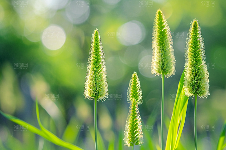 狗尾巴草绿色夏季摄影图