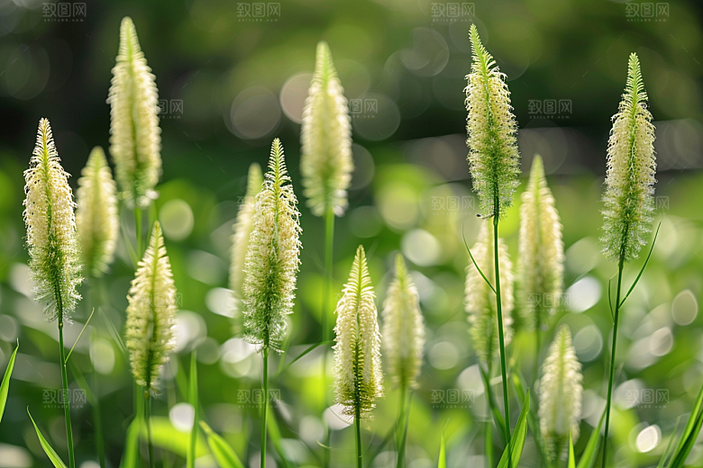 狗尾巴草广阔绿草摄影图