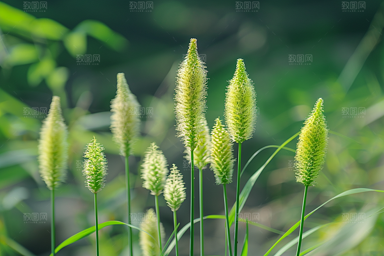 狗尾巴草夏天清新摄影图