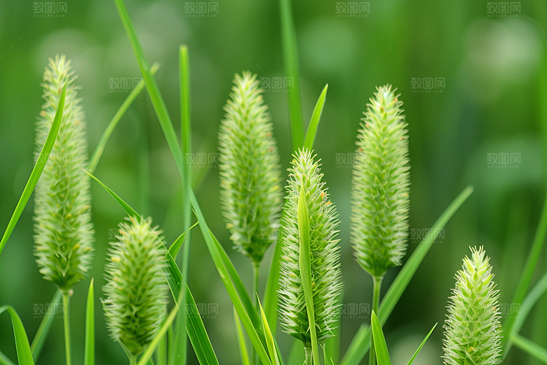 狗尾巴草广阔草原摄影图