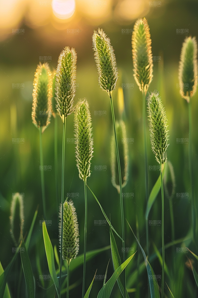 狗尾巴草草地夏天摄影图