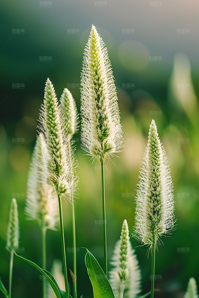 狗尾巴草田野草原摄影图