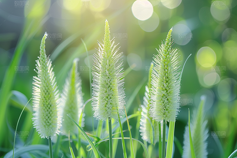 狗尾巴草夏季夏天摄影图