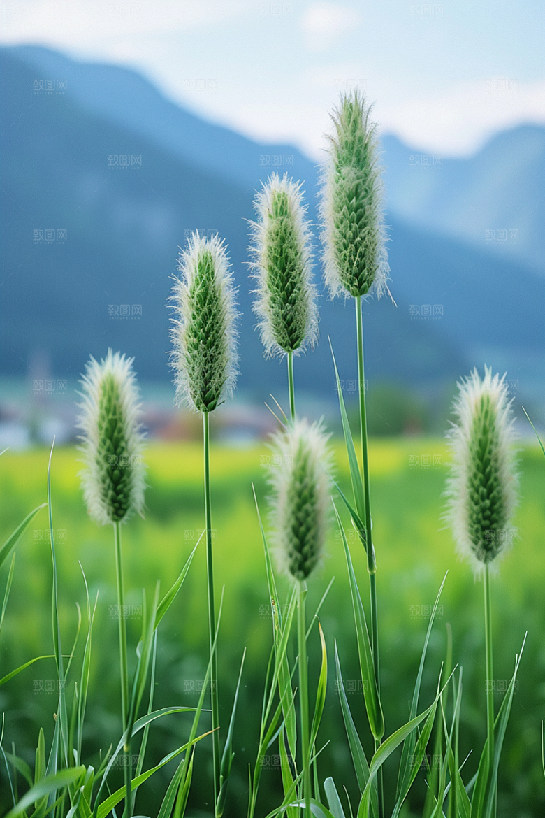 狗尾巴草蓝天白玉田野摄影图